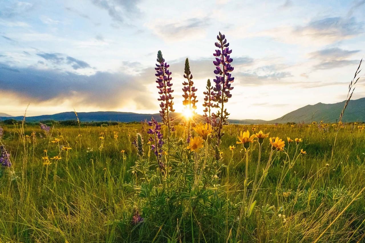 Yellow wildflowers in a sunlit Boise mountain meadow